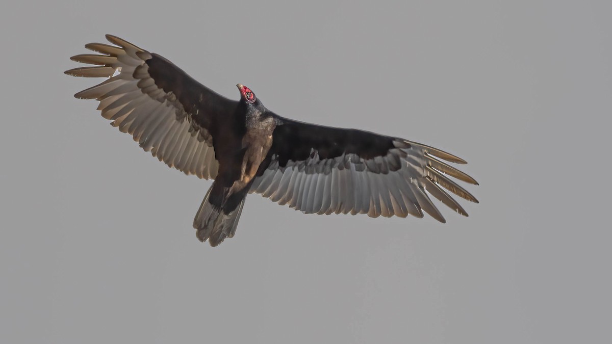 Turkey Vulture - ML567544481