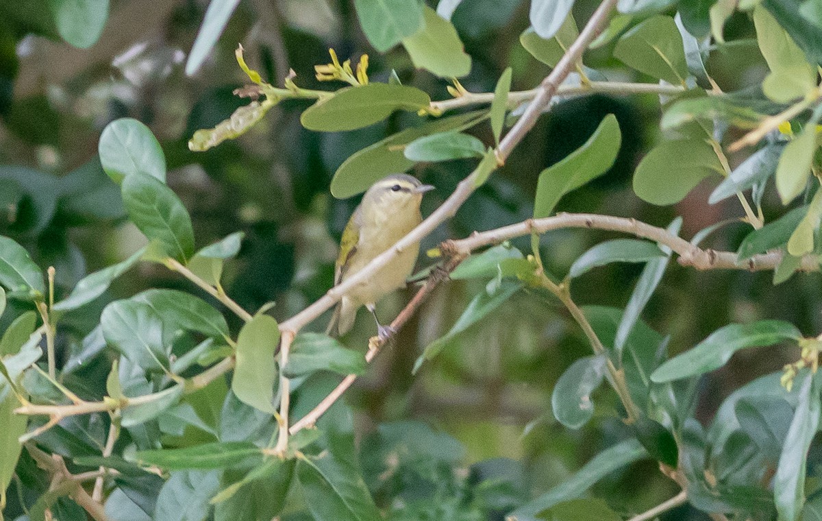 Tennessee Warbler - ML567545161