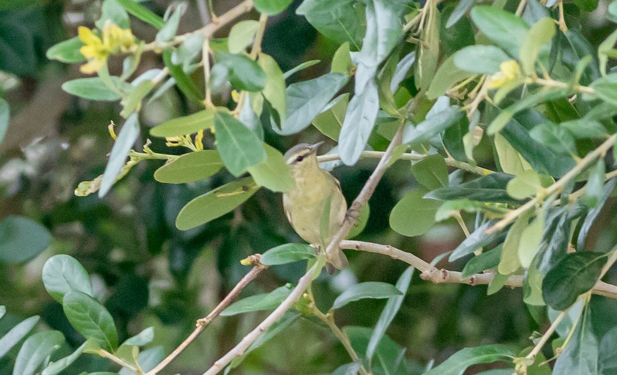 Tennessee Warbler - ML567545171