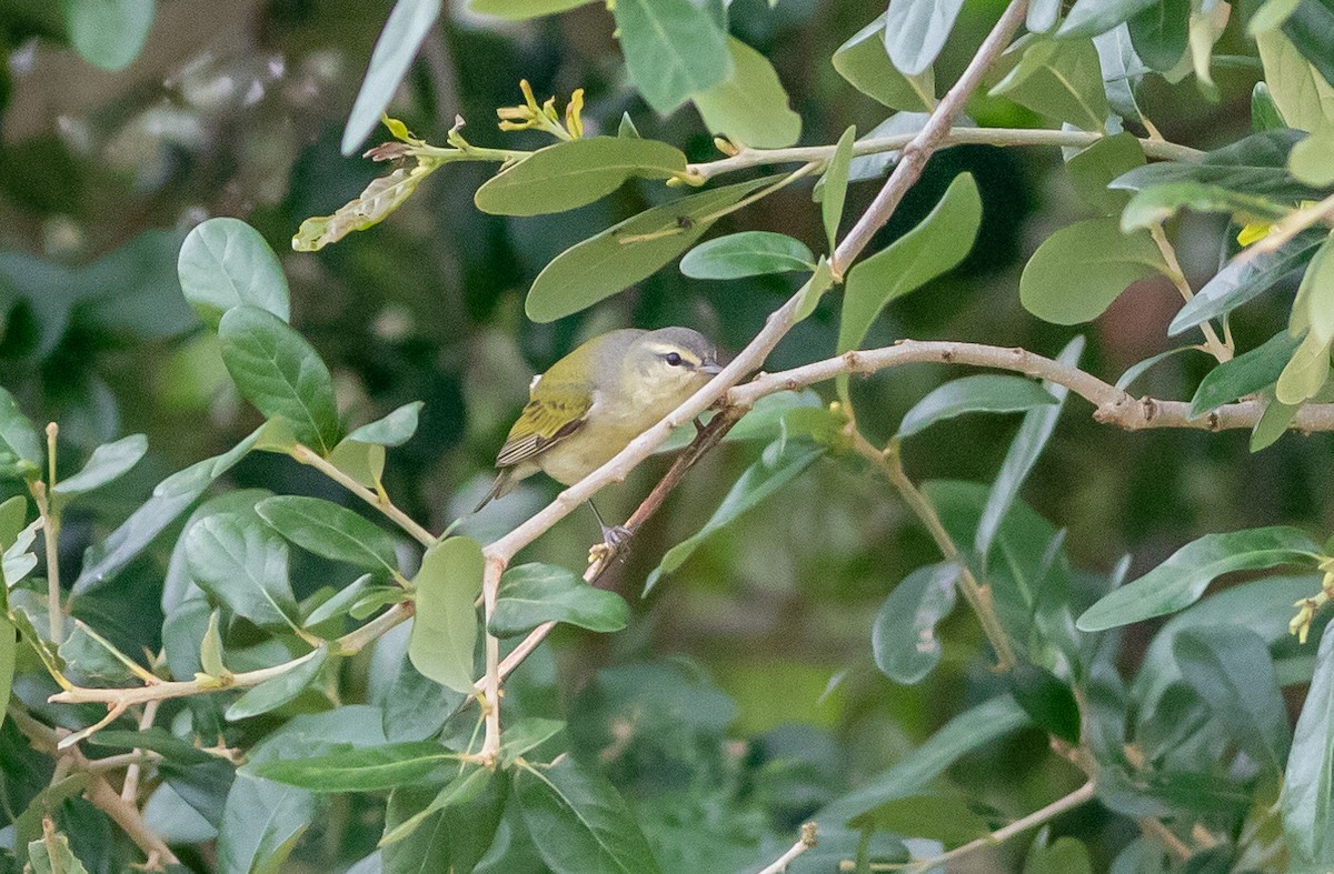 Tennessee Warbler - ML567545181