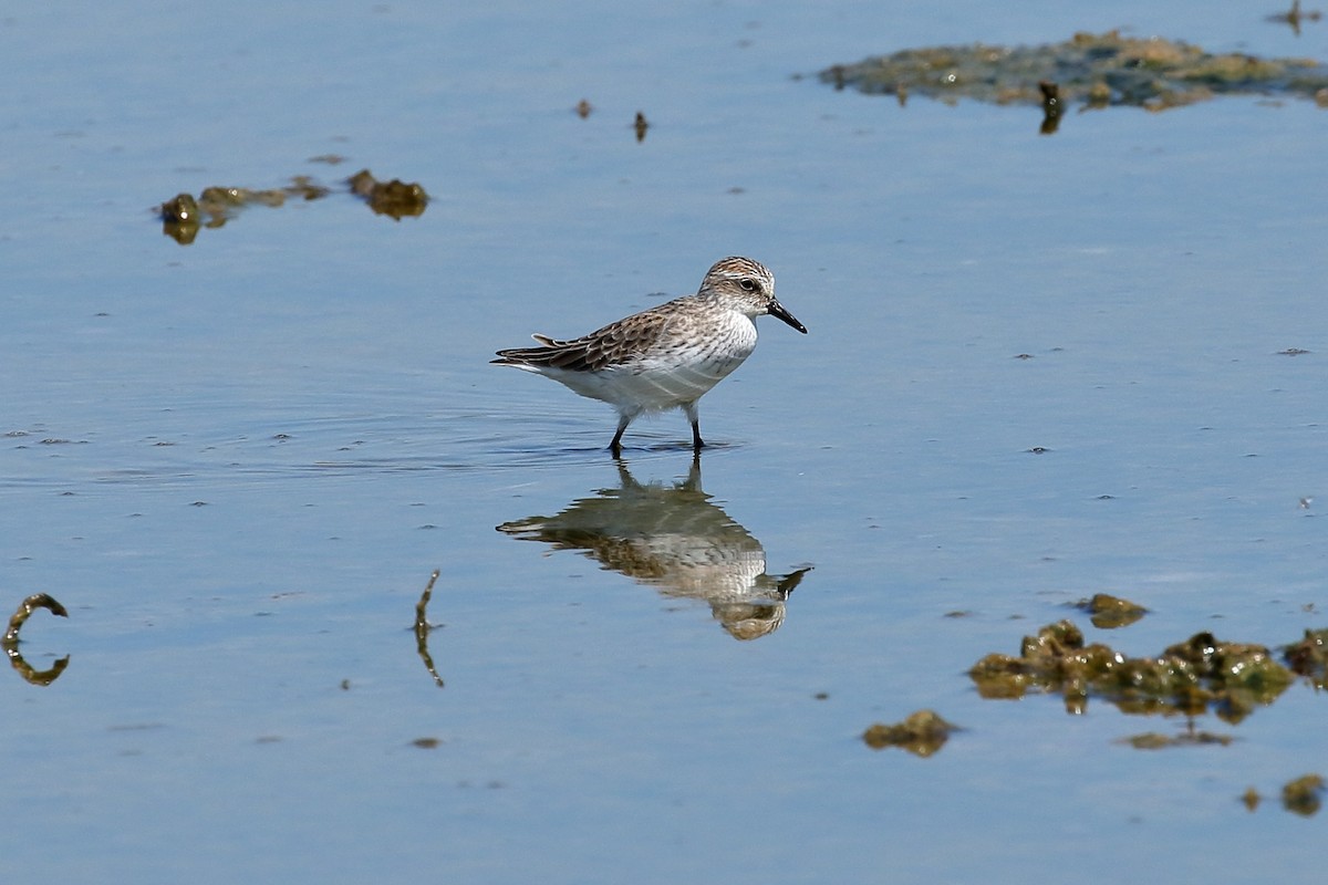 Semipalmated Sandpiper - Chris Rasmussen