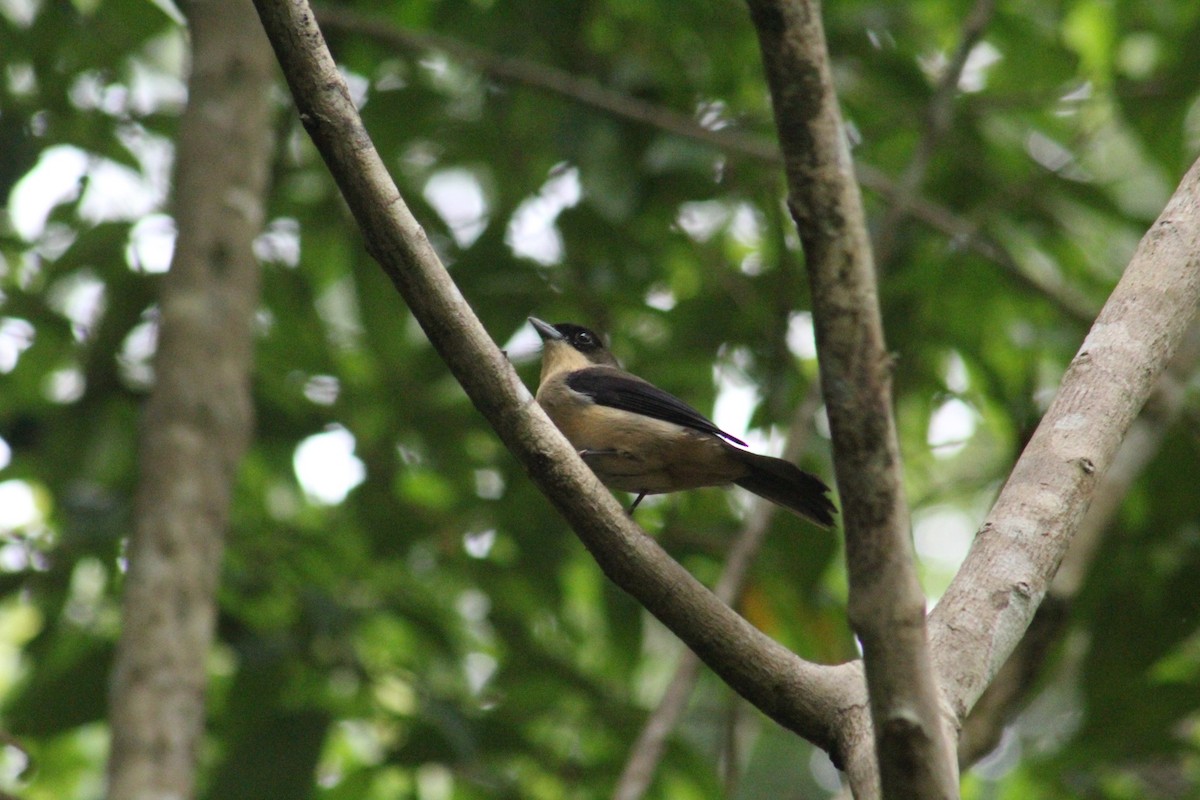 Black-goggled Tanager - James Mitchell