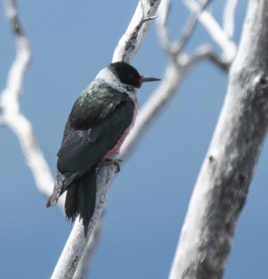 Lewis's Woodpecker - ML567547481