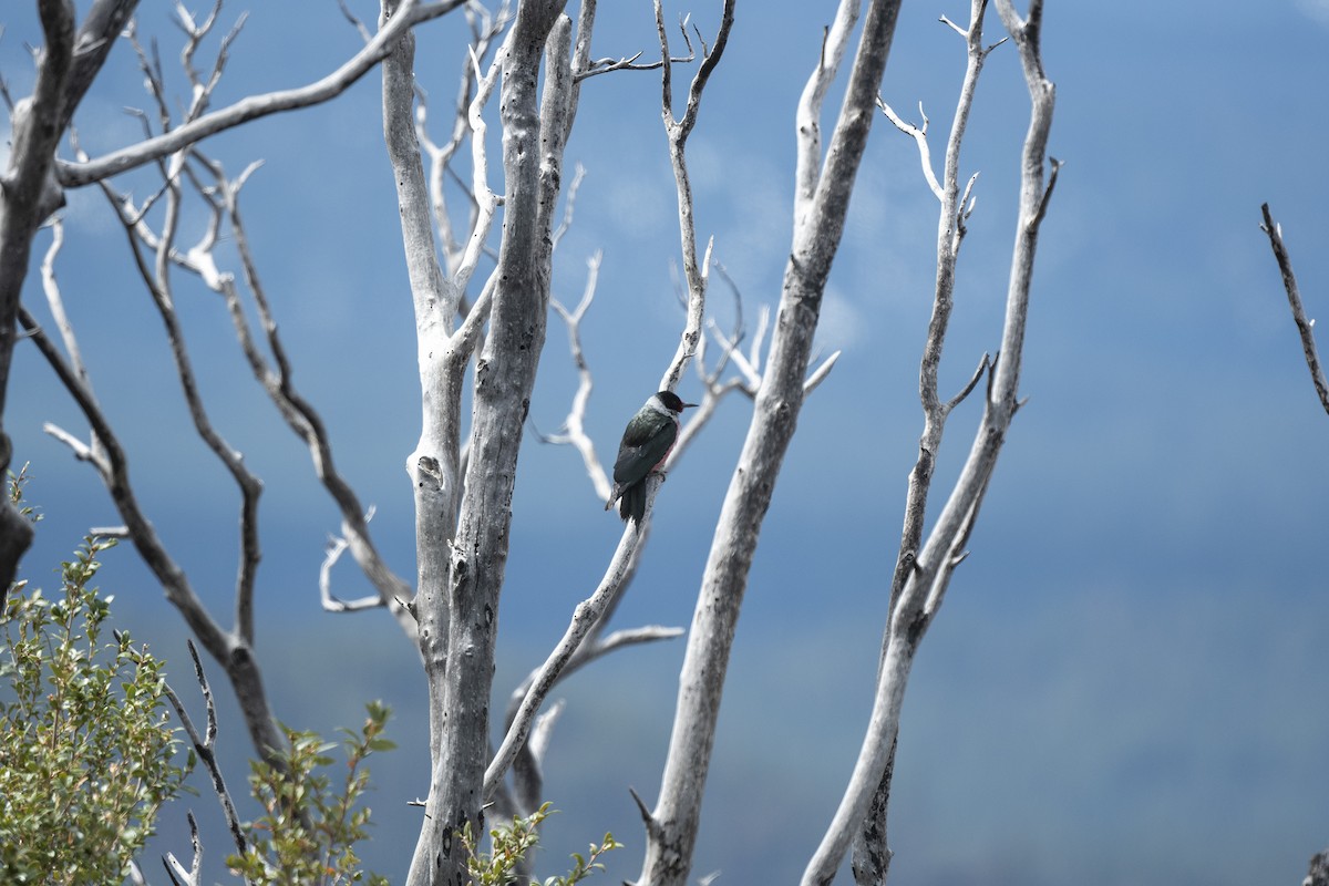 Lewis's Woodpecker - ML567547561