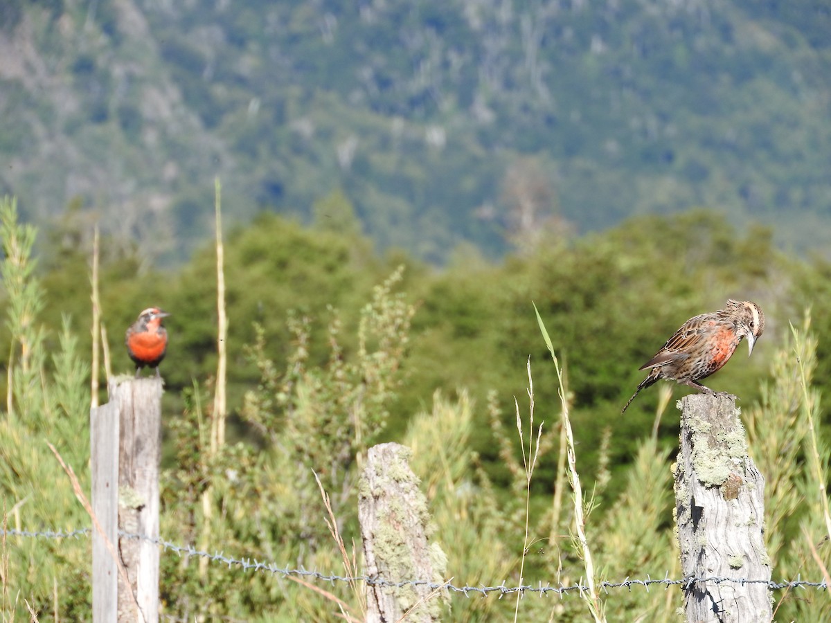 Long-tailed Meadowlark - ML56754781