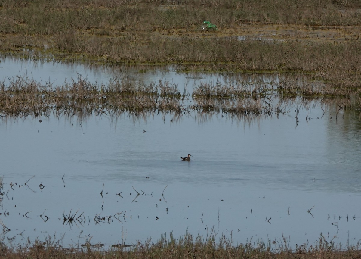 svømmesnipe - ML567548001