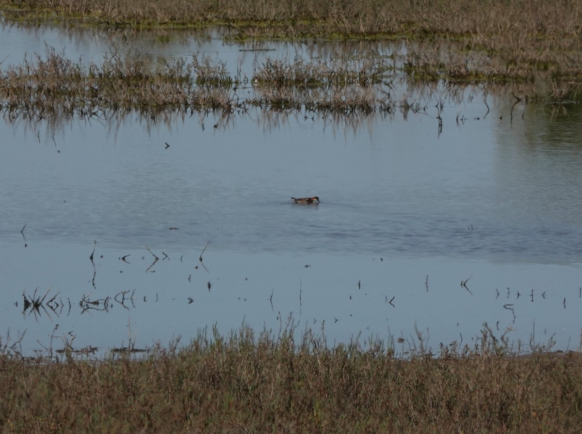 Red-necked Phalarope - ML567548071