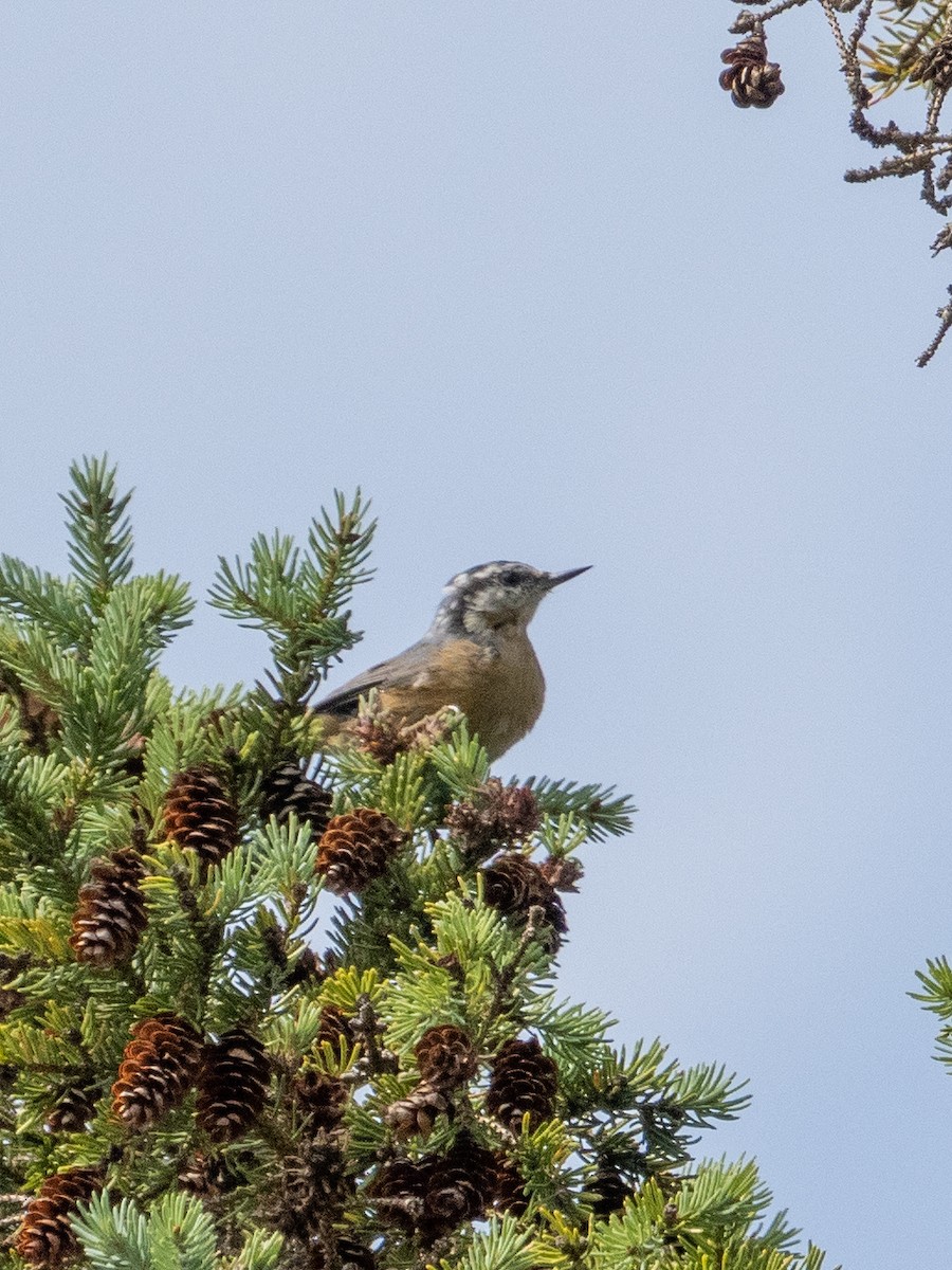Red-breasted Nuthatch - ML567548651
