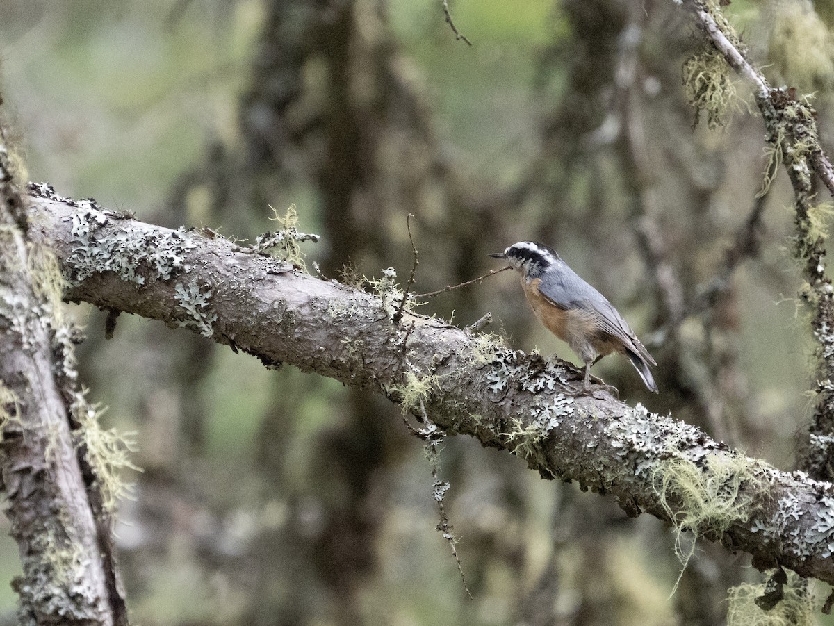 Red-breasted Nuthatch - ML567548971