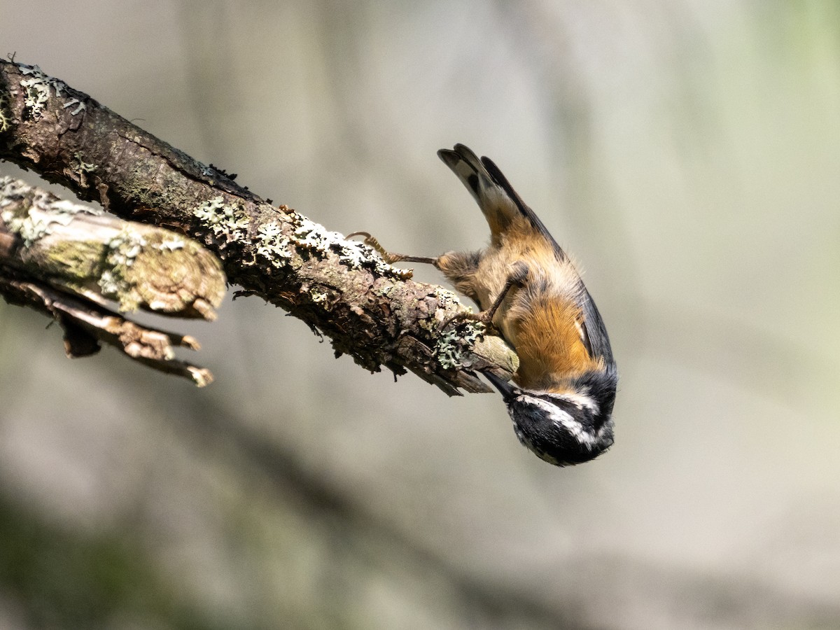 Red-breasted Nuthatch - Travis ONeil