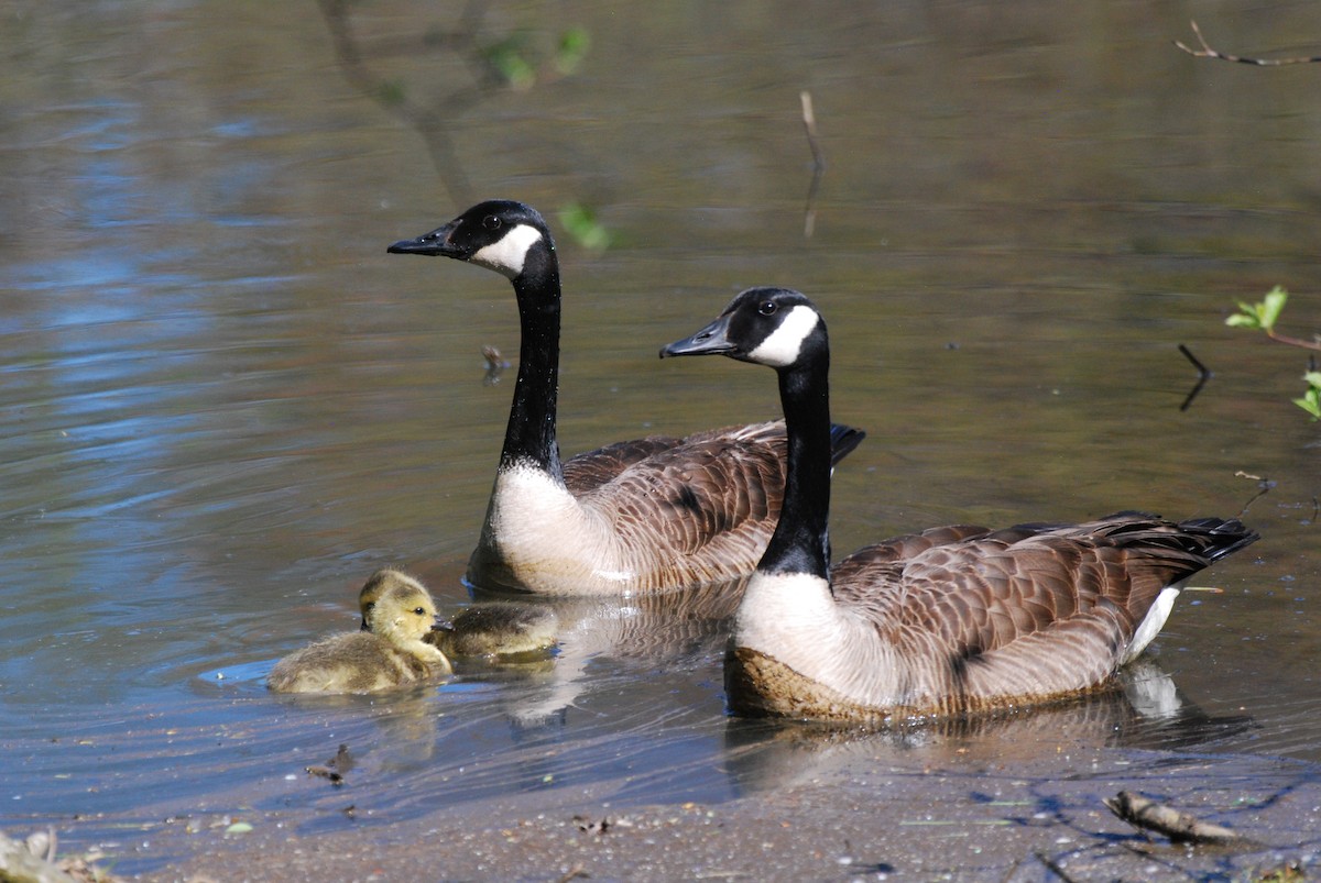 Canada Goose - ML567549341