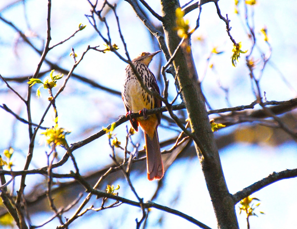 Brown Thrasher - ML567549841