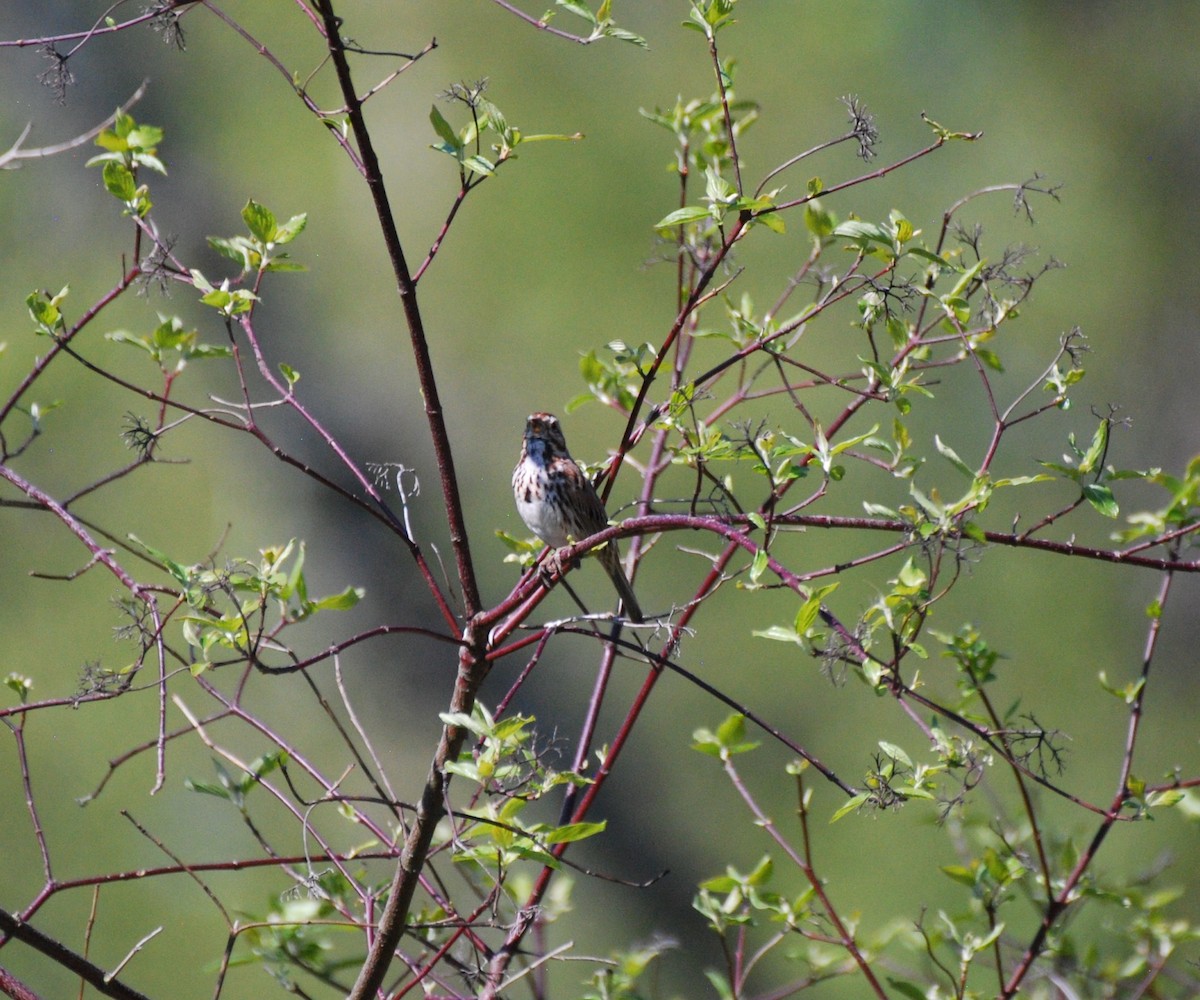 Song Sparrow - ML567549971