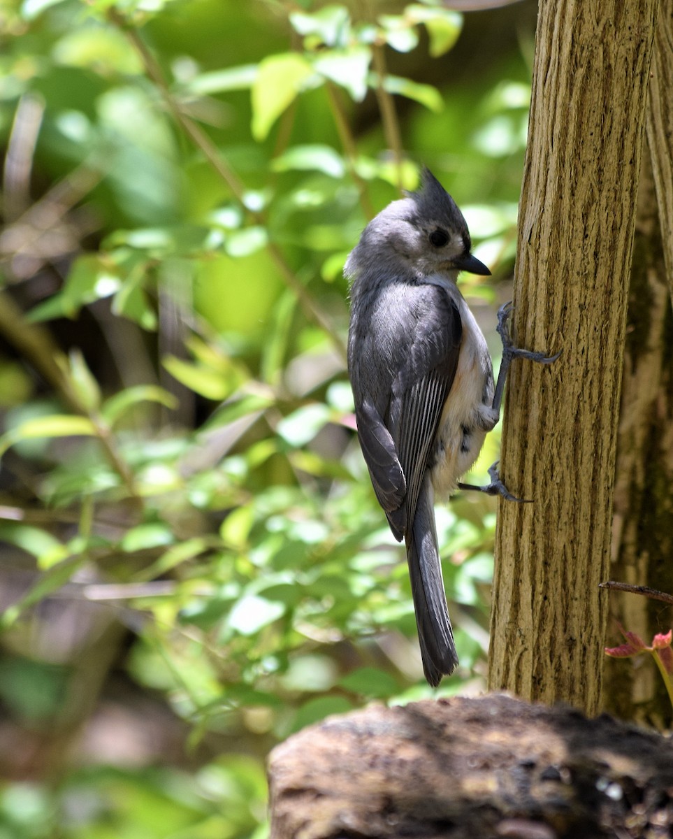 Tufted Titmouse - ML567550741