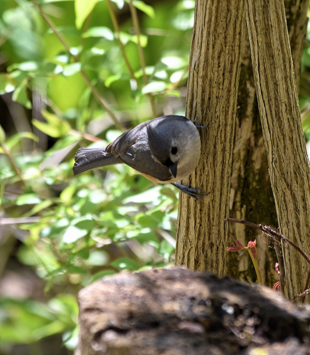 Tufted Titmouse - ML567550761