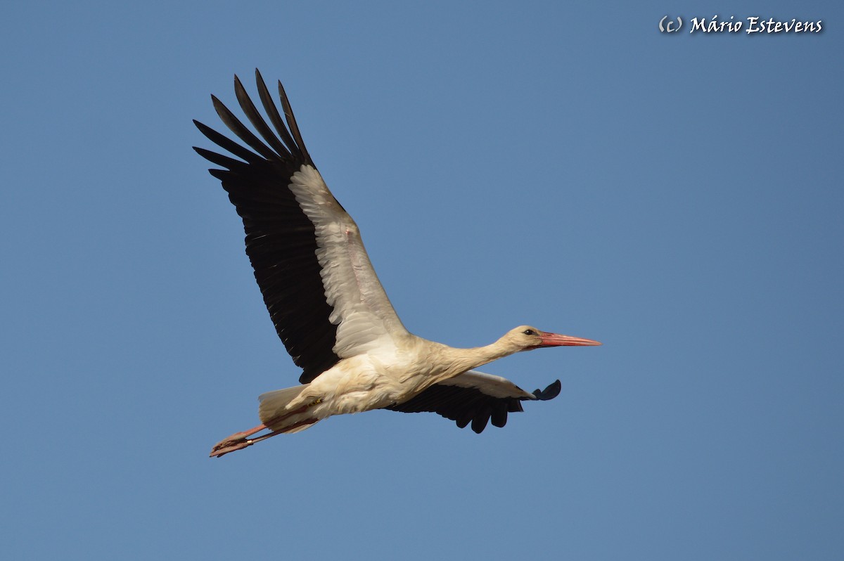 White Stork - Mário Estevens