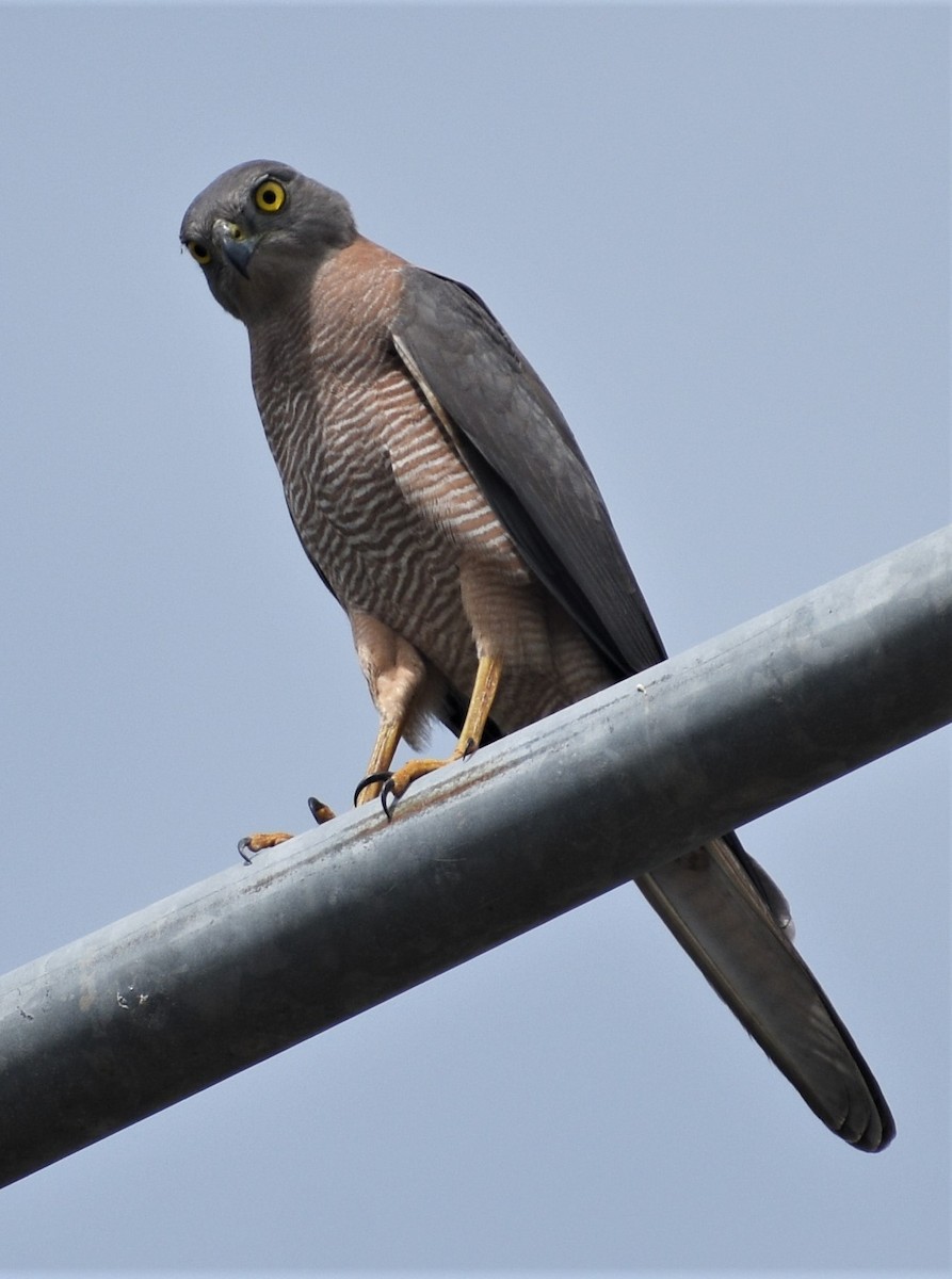 Brown Goshawk - ML567551161