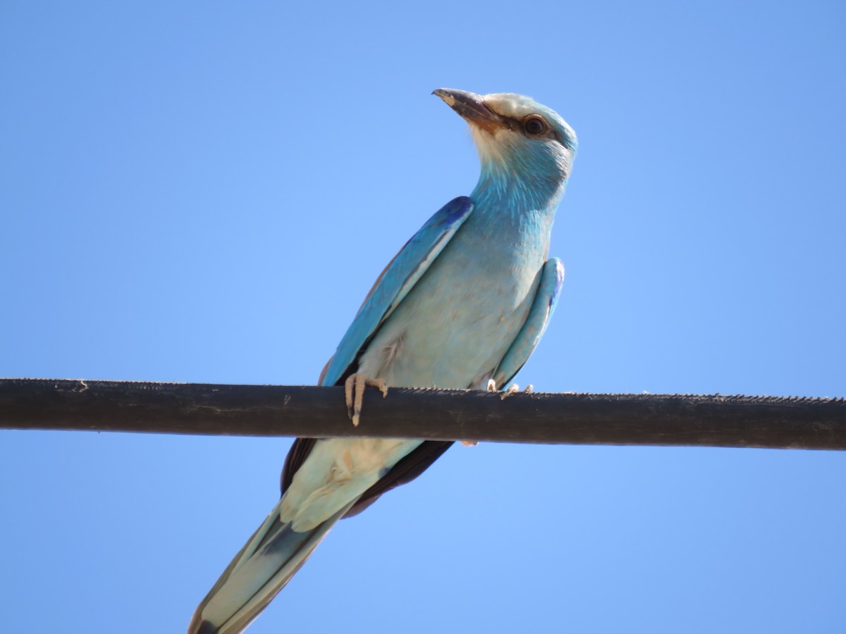 European Roller - ahmad mohammadi ravesh