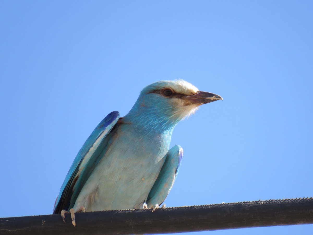 European Roller - ML567552131