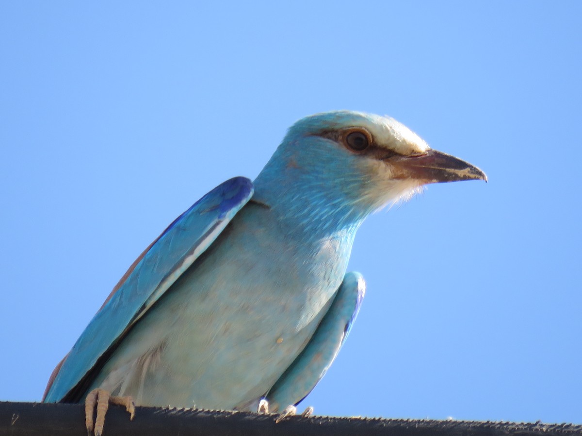 European Roller - ML567552151