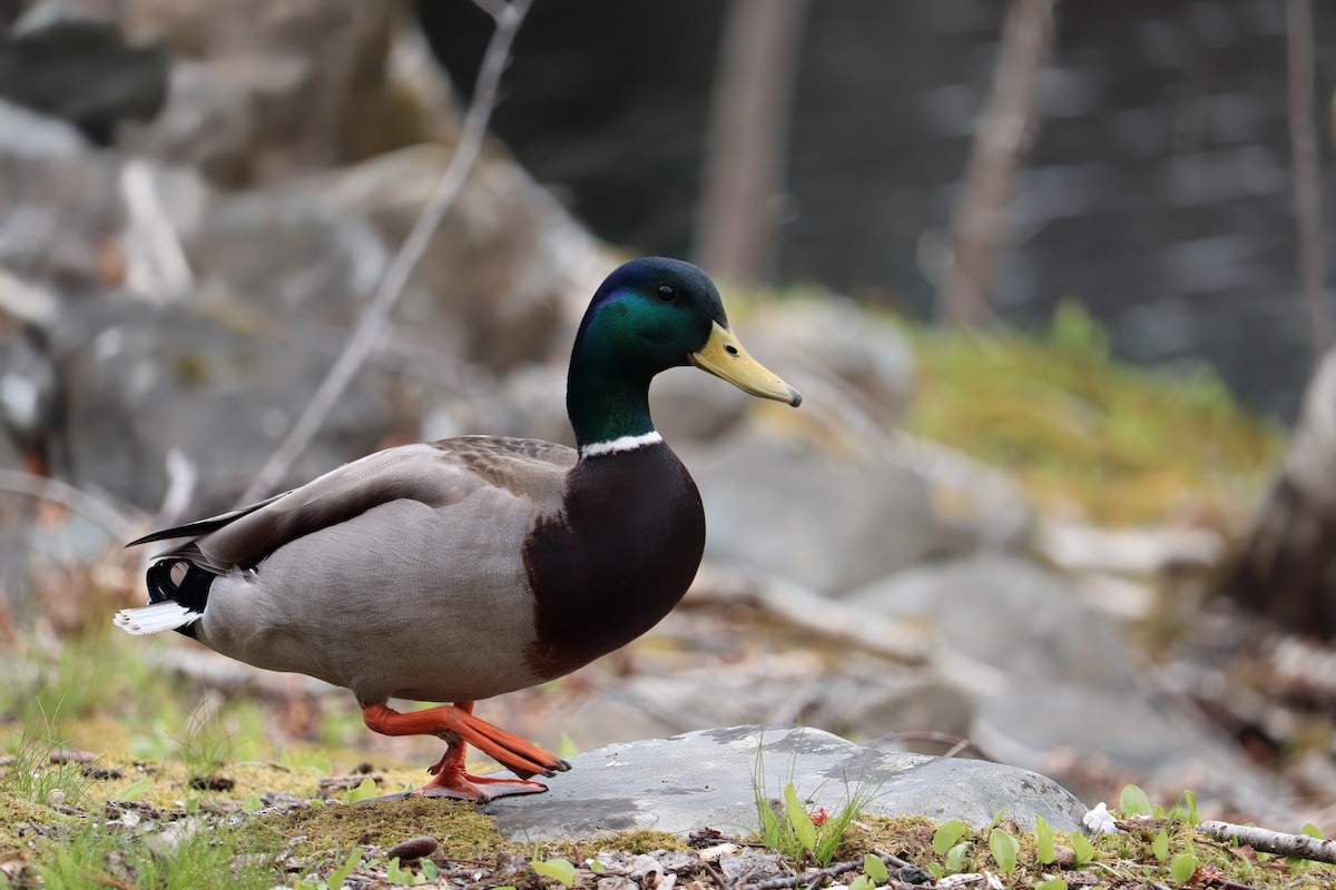 Mallard - Rhyan Boyd-Beaulieu