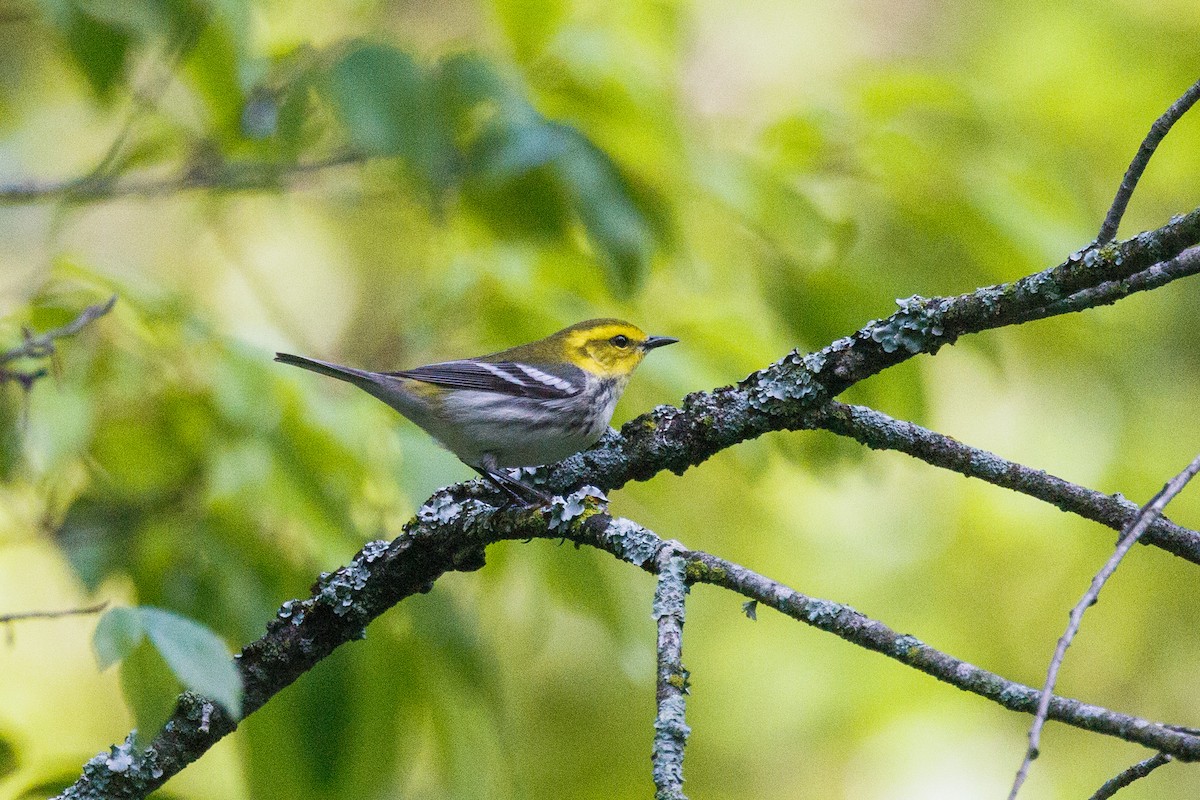 Black-throated Green Warbler - ML567552901