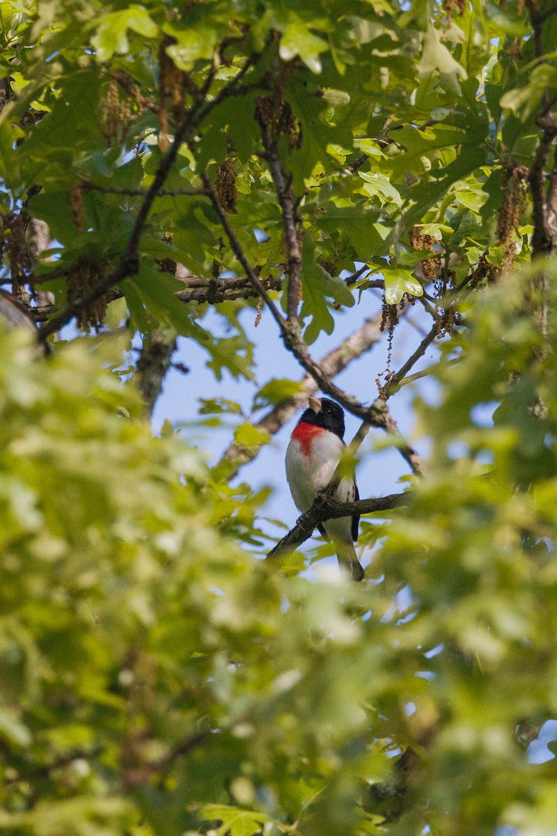 Rose-breasted Grosbeak - ML567553061