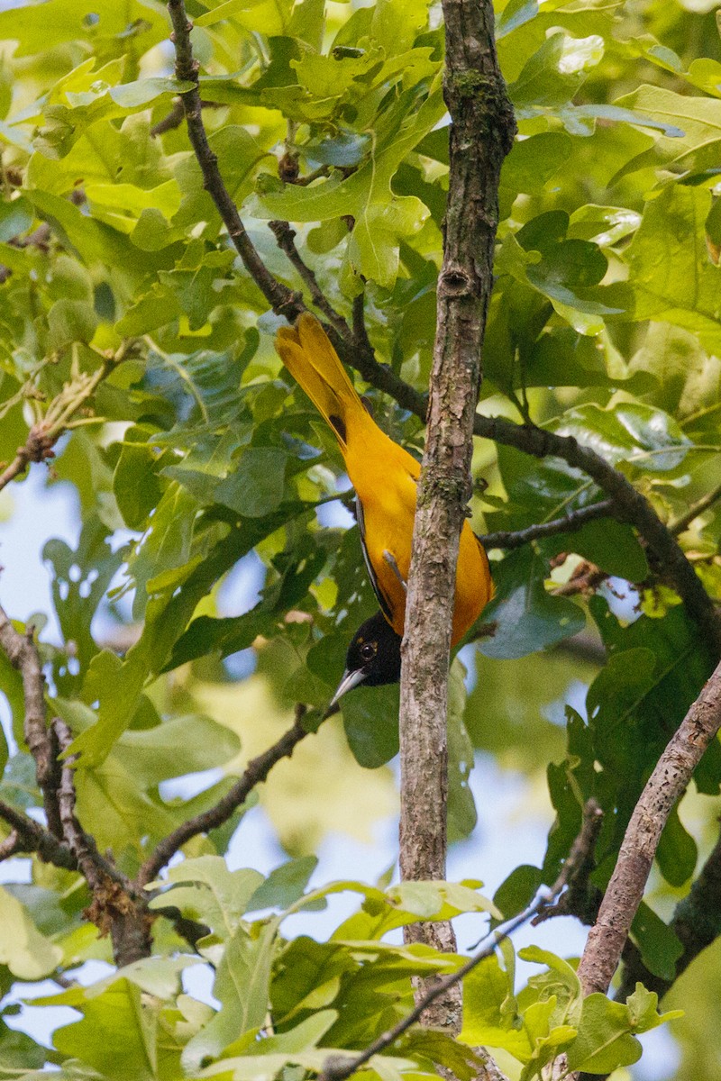 Baltimore Oriole - ML567553131