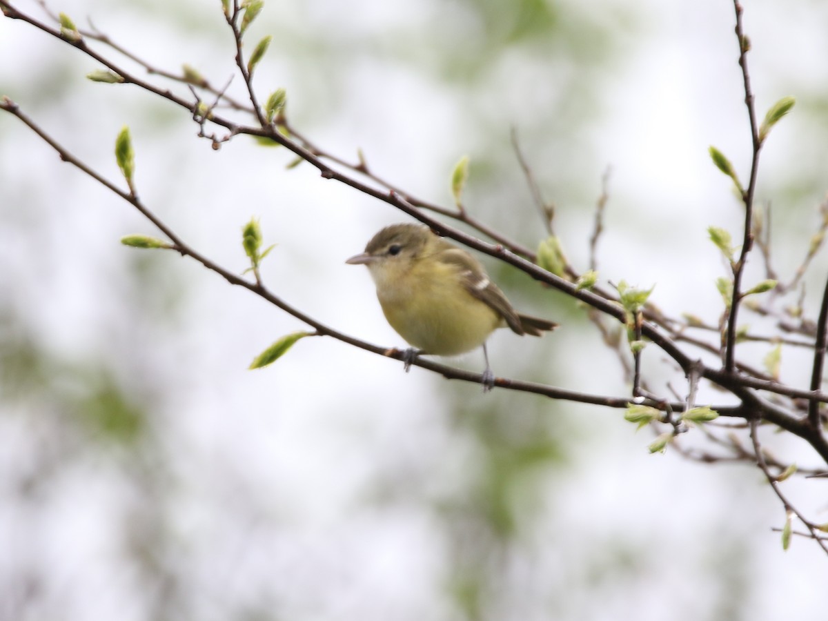 Bell's Vireo - Zach Haring