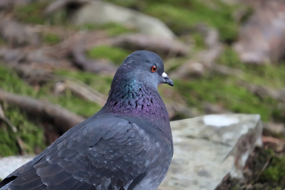 Pigeon biset (forme domestique) - ML567553181