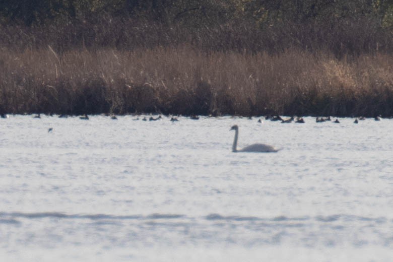 Mute Swan - ML567553441