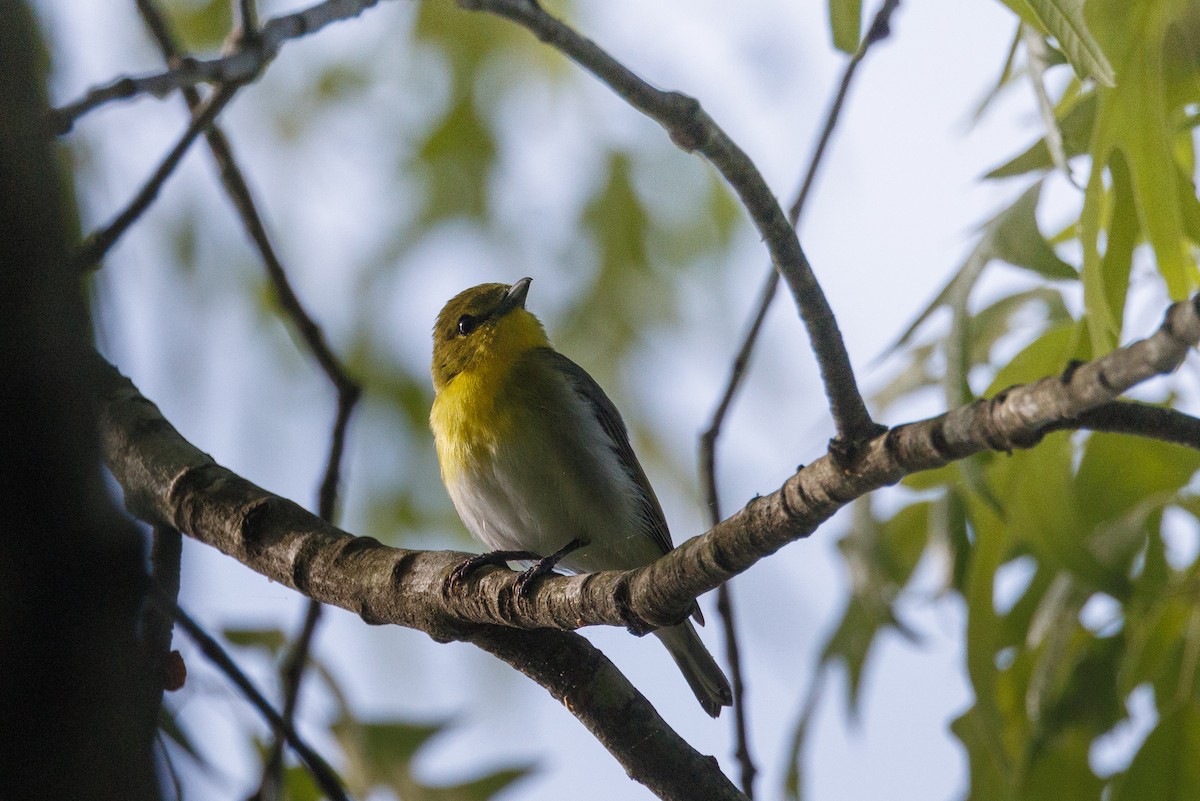 Yellow-throated Vireo - ML567553731