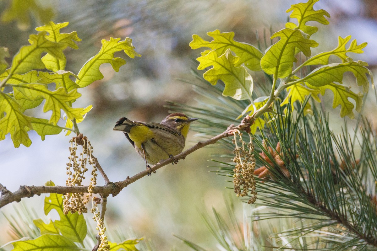 Palm Warbler - ML567553751