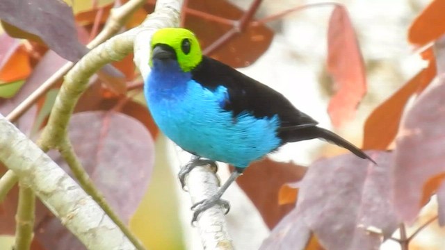 Paradise Tanager - ML567554561