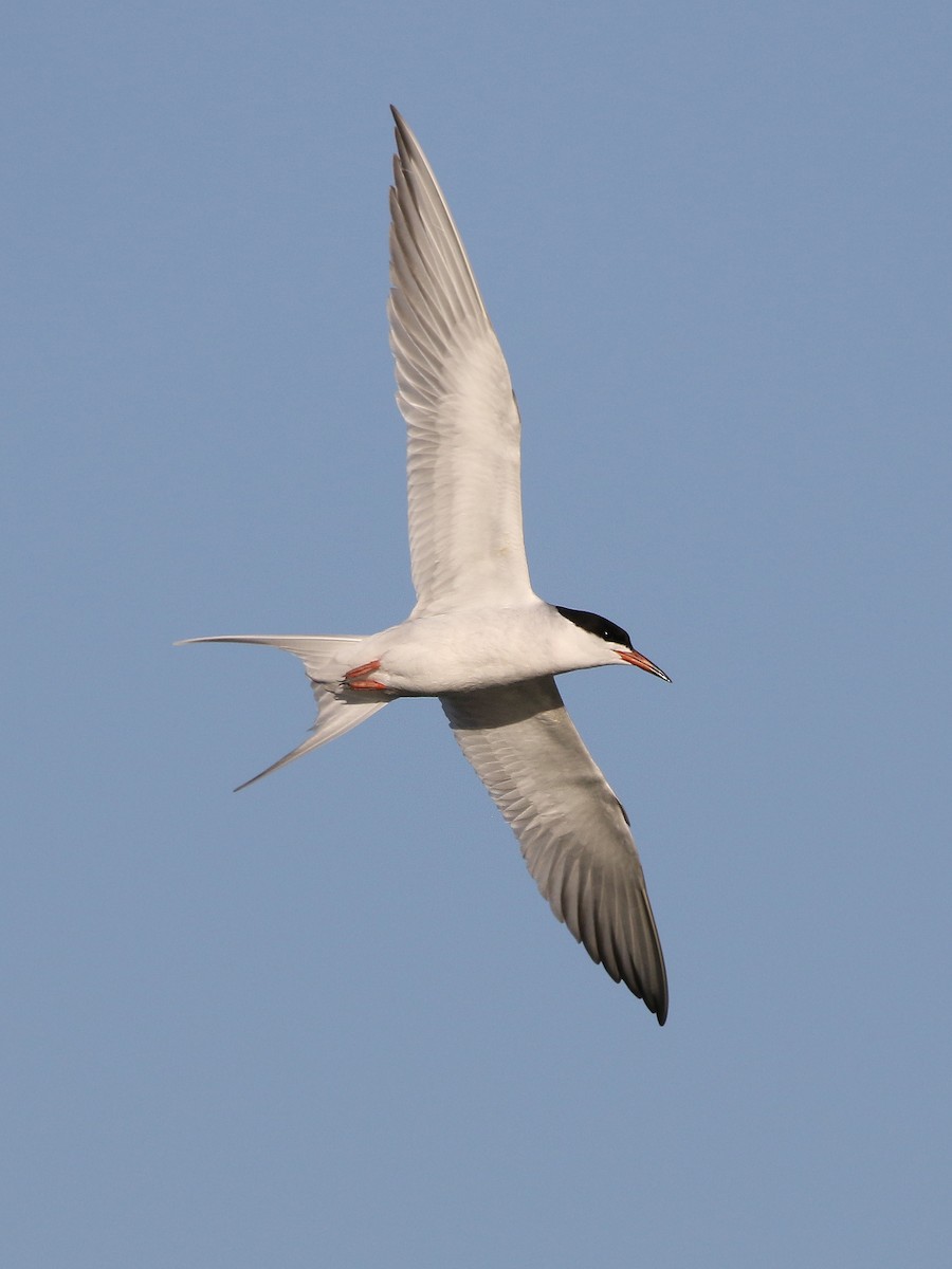 Forster's Tern - Zach Haring