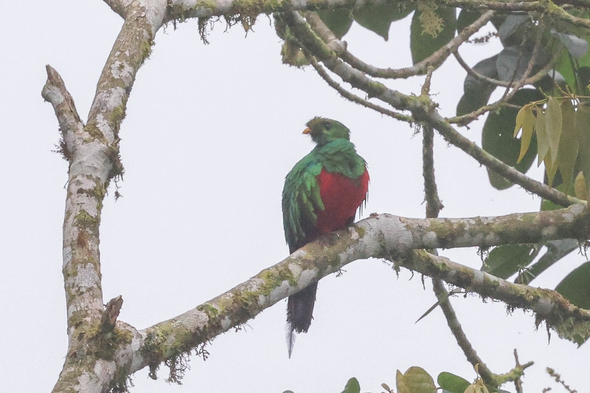 Golden-headed Quetzal - ML567556161