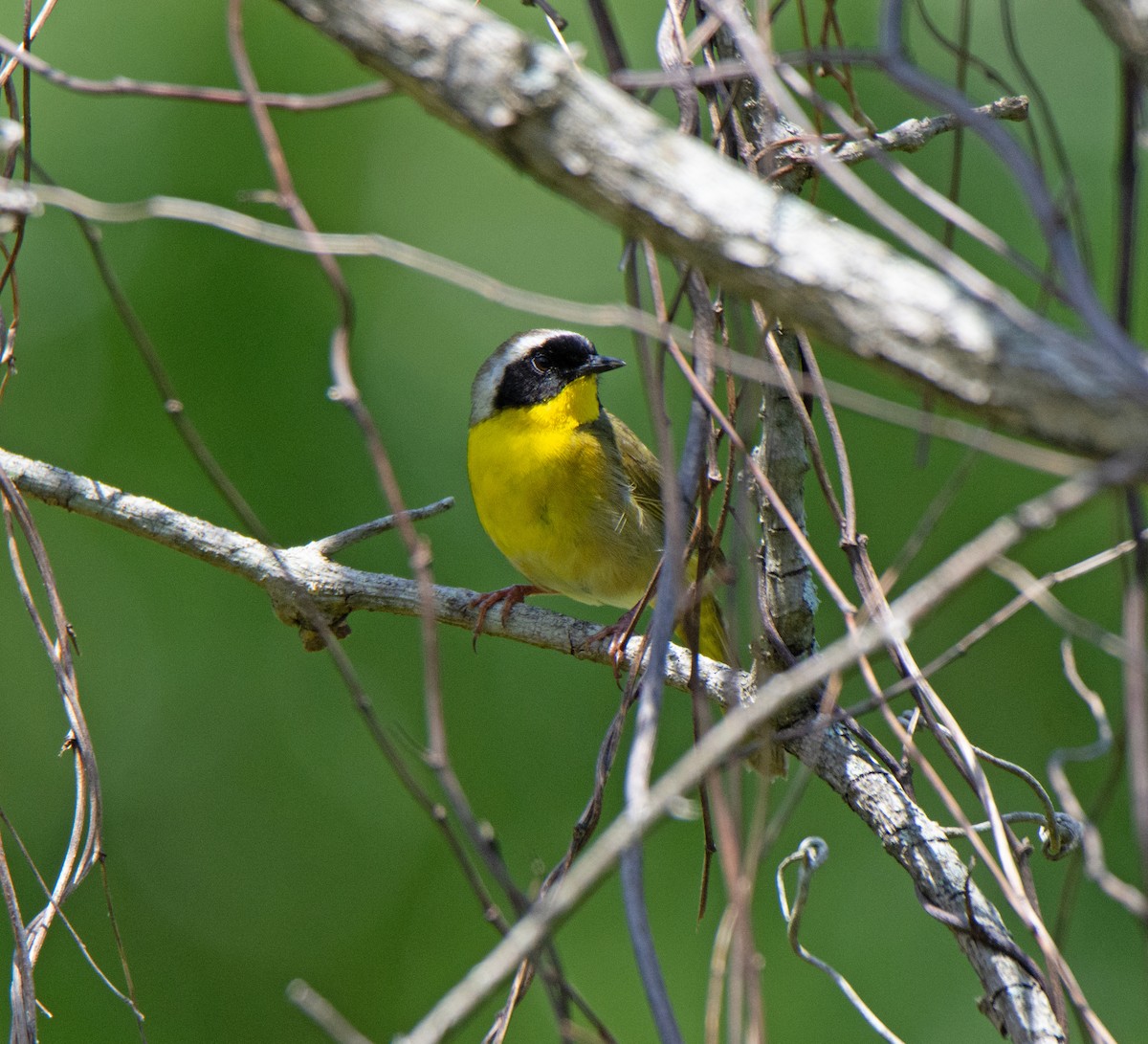 Common Yellowthroat - ML567556221