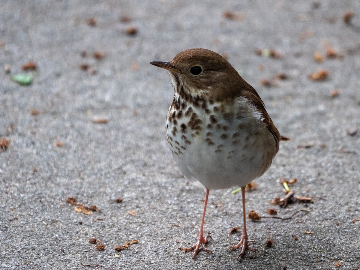 Hermit Thrush - ML567556371