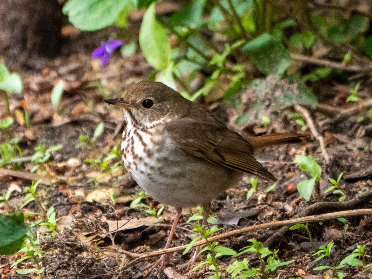 Hermit Thrush - ML567556521