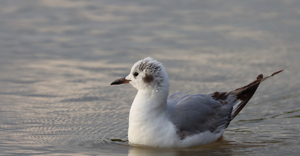 Bonaparte's Gull - ML567556671