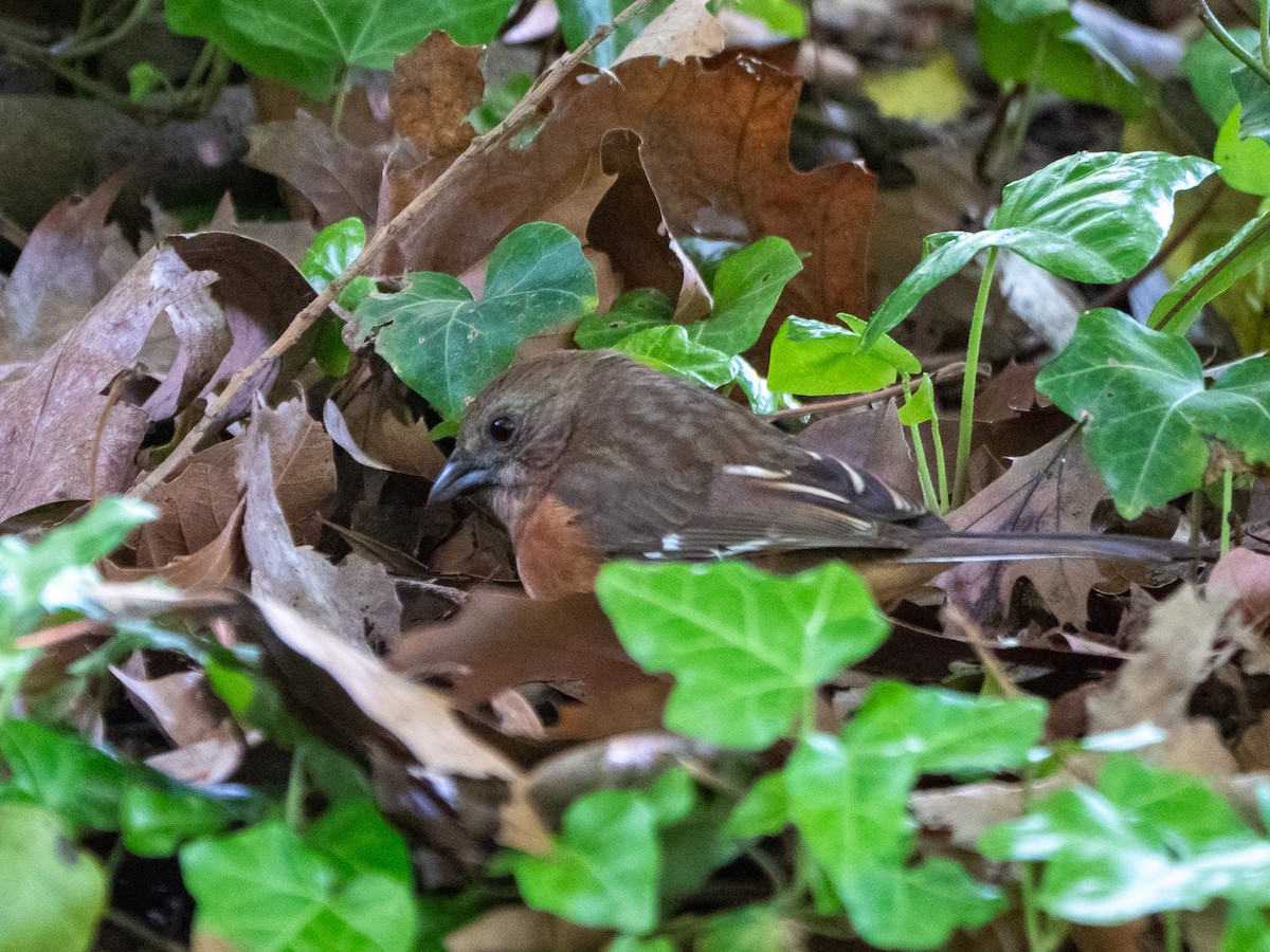 Eastern Towhee - Doug Hosney