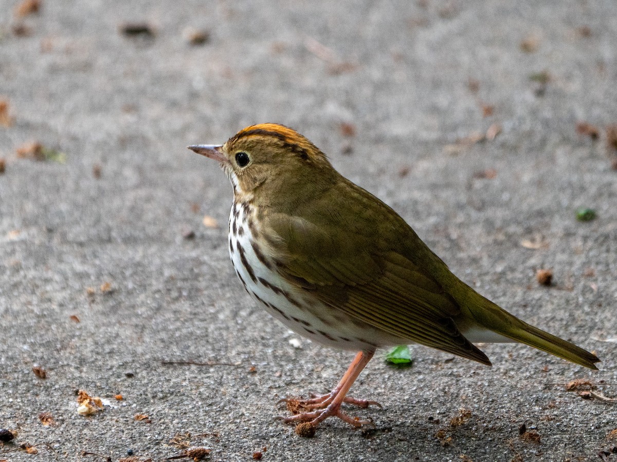 Ovenbird - ML567557041