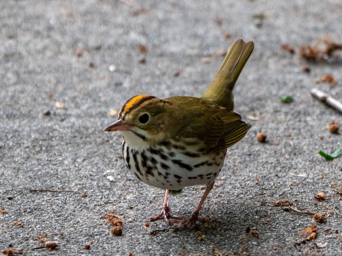 Ovenbird - ML567557051