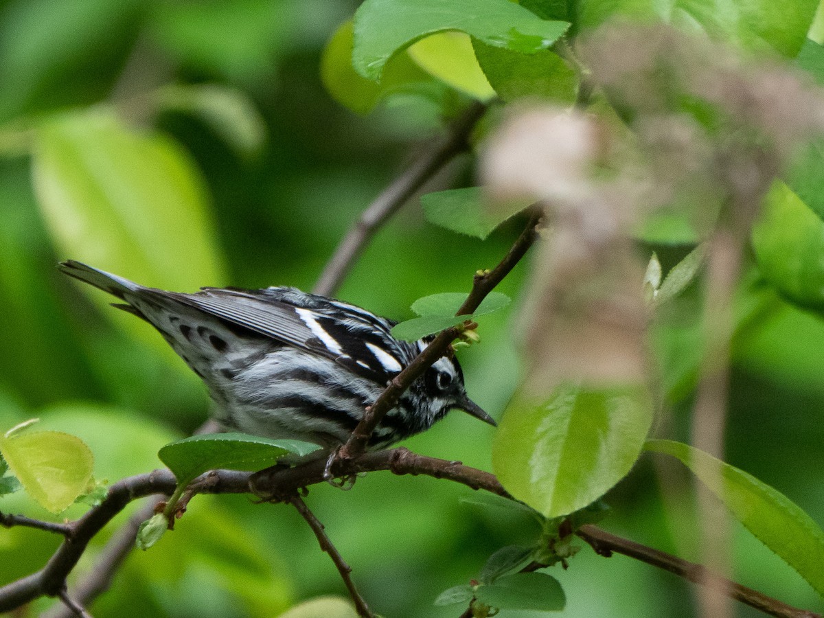 Black-and-white Warbler - ML567557091