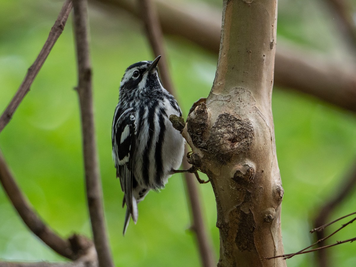 Black-and-white Warbler - ML567557301