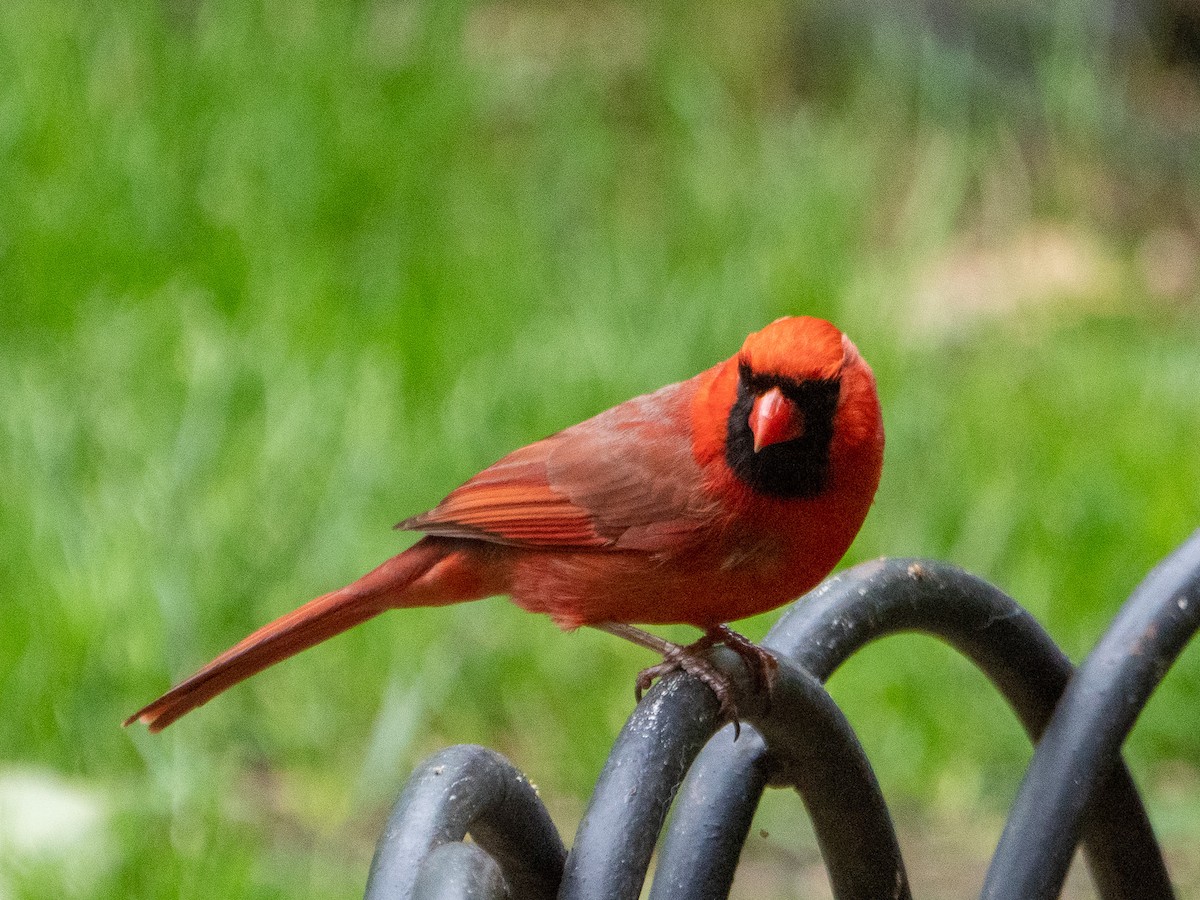 Cardenal Norteño - ML567557501