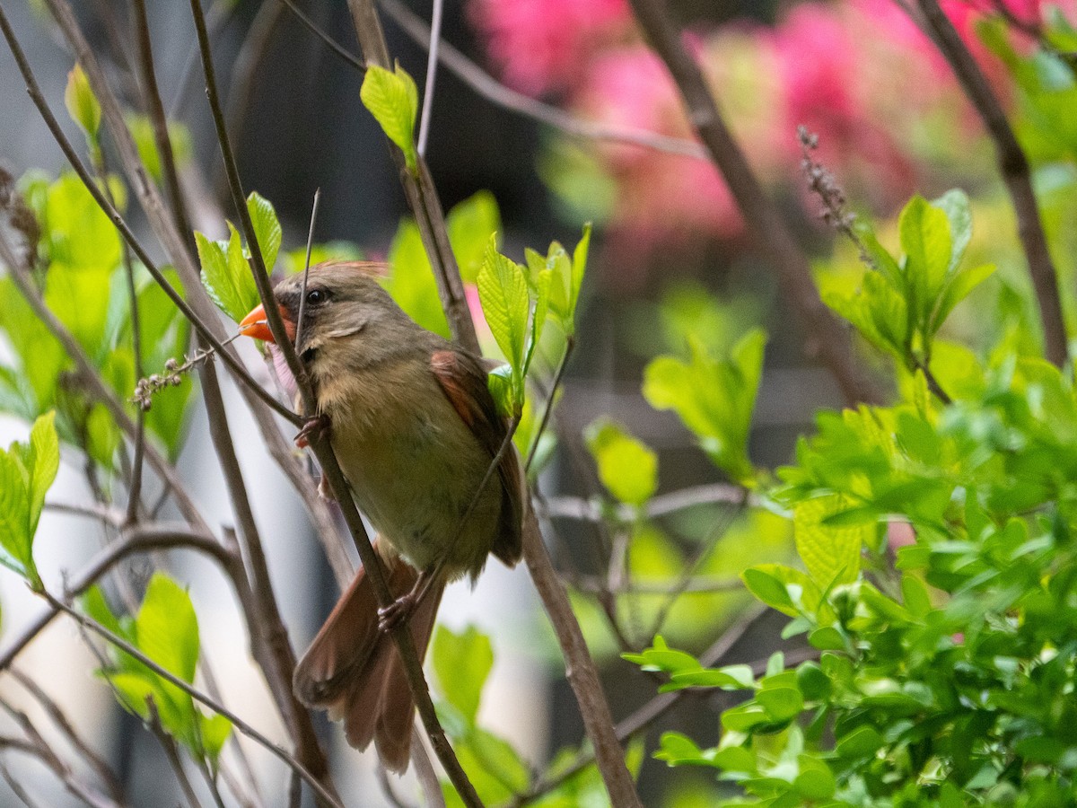 Northern Cardinal - ML567557511