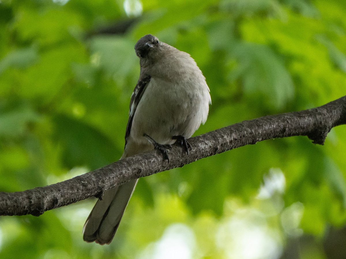 Northern Mockingbird - ML567557831