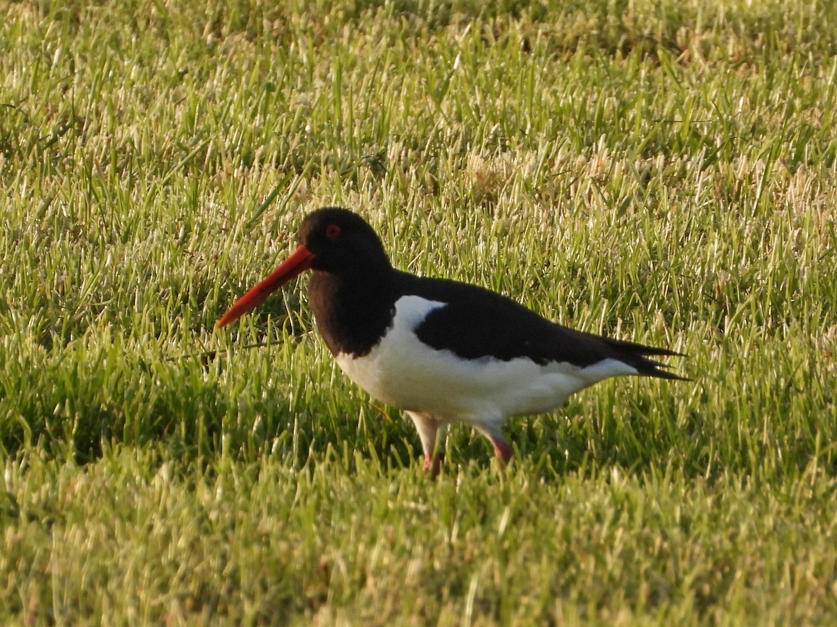 Eurasian Oystercatcher - ML567558291