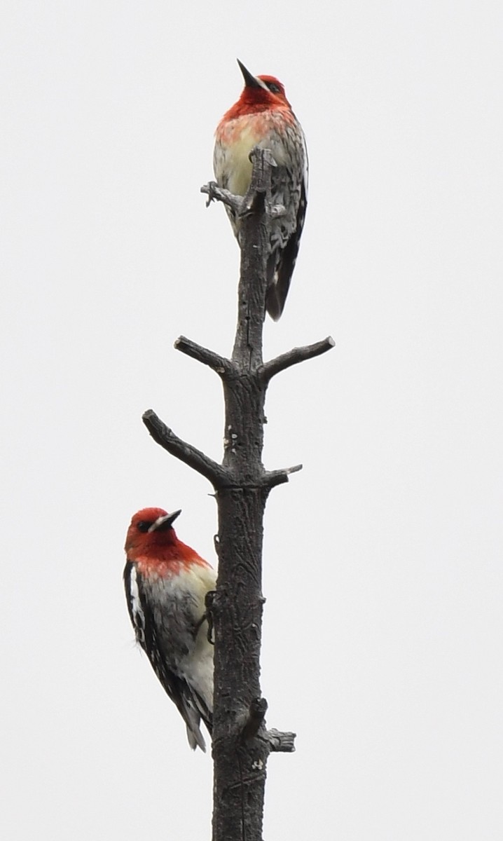 Red-breasted Sapsucker - Kim Hartquist